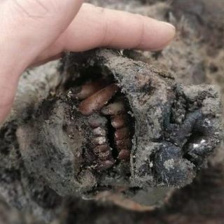 Las impresionantes imágenes del oso de la Edad de Hielo "completamente conservado" que encontraron en Rusia