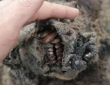 El oso de la Edad de Hielo fue encontrado en las islas Lyakhovsky en el noreste de Rusia. North-Eastern Federal University