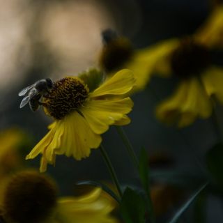 Uso de celulares podría influir en mortalidad de abejas