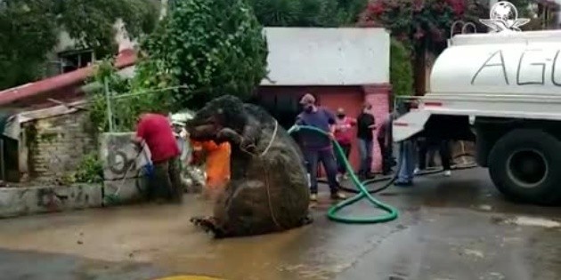 Encuentran botarga de rata gigante tras lluvias en CDMX | El Informador