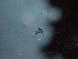 Según el reporte de la SSJ, los municipios de la ZMG son los que más presencia del virus registran. EL INFORMADOR / ARCHIVO