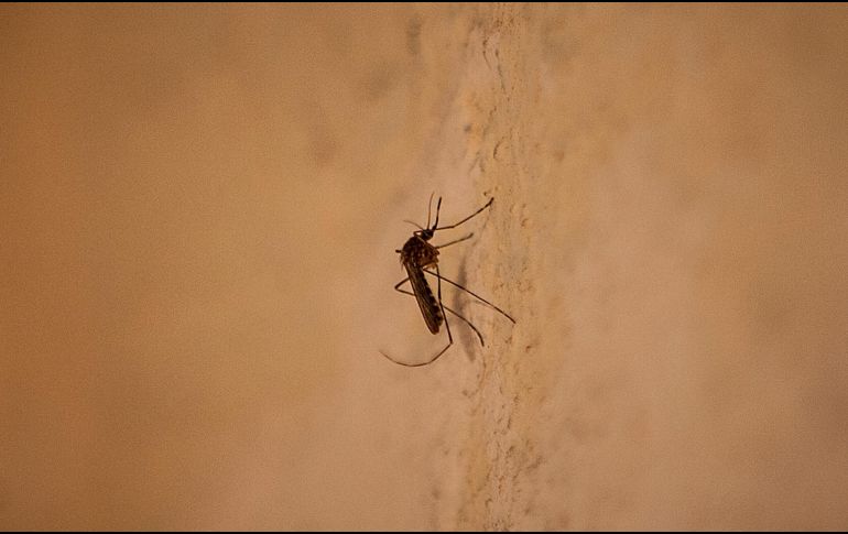 Jalisco acumula 12 semanas como la Entidad con más contagios de dengue en el país. EL INFORMADOR/ARCHIVO