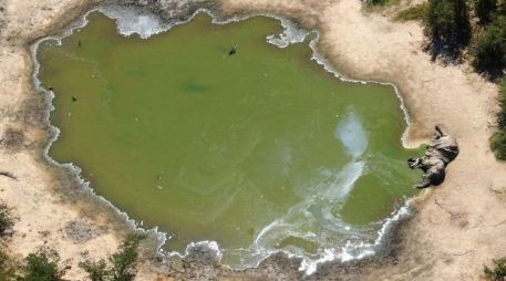 Más de 300 elefantes murieron este año en Botsuana. REUTERS