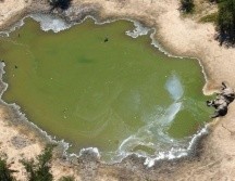 Más de 300 elefantes murieron este año en Botsuana. REUTERS