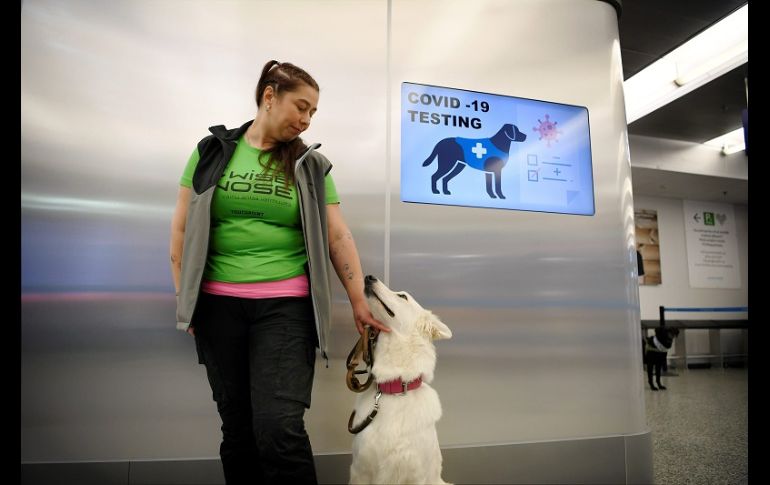 Debido a la eficacia de los perros con el olfato, las pruebas se ven prometedoras y podrían representar una opción para reactivar los viajes internacionales. AFP/Lehtikuva-Antti Aimo-Koivisto