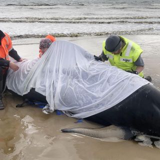 Mueren varadas en Australia 380 ballenas piloto