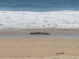 El cocodrilo, de unos 3 metros de largo, salió del mar. ESPECIAL/Gobierno de Acapulco
