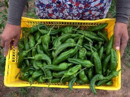 La imprescindibilidad de los productos alimenticios mantuvo fuerte su producción y distribución. EFE/M. Messara