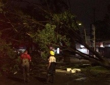 DECENA. Hasta 10 árboles caídos se reportaron. TWITTER/@PCYBOMGDL