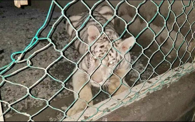 La Secretaría de Seguridad Pública de Tamaulipas difundió imágenes de los animales y autos asegurados. ESPECIAL/SSP Tamaulipas