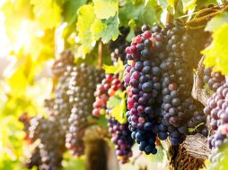 Igual que el tema del pastor y sus rebaños, el cultivo de las vides fue empleado con frecuencia por el Señor Jesús en su predicación. ESPECIAL