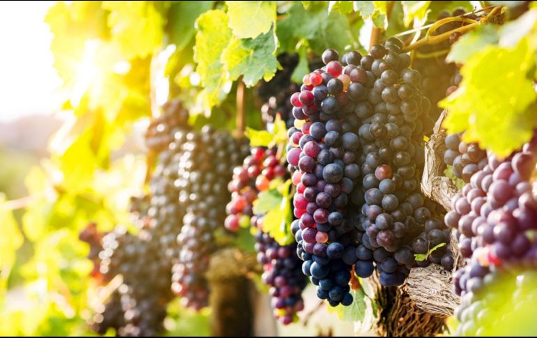 Igual que el tema del pastor y sus rebaños, el cultivo de las vides fue empleado con frecuencia por el Señor Jesús en su predicación. ESPECIAL