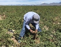 Entre las actividades que serán elegibles del crédito serán todas aquellas que generen valor agregado dentro del sector agropecuario. EFE / ARCHIVO