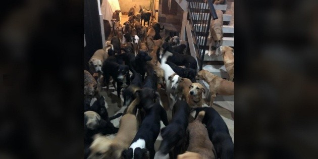 Rescatista que resguard&oacute; 300 perros en su casa pide ayuda tras paso de "Delta"