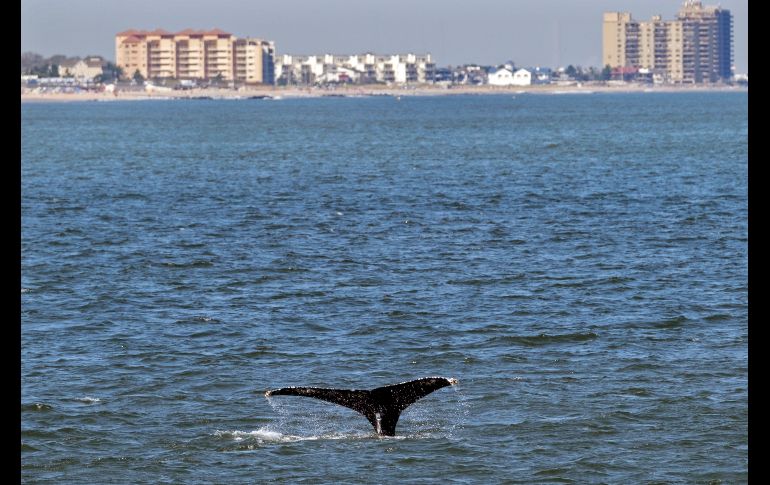 Una ballena adolescente denominada 