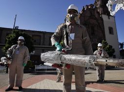 Los contagios de la enfermedad transmitida por el mosquito Aedes aegypti se han presentado en 79 de los 125 municipios del estado. ESPECIAL/SSJ