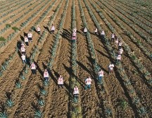 Paisaje agavero. Esta belleza será el escenario del evento “Reactivando con Tequila”. ESPECIAL