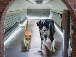 “Como perros y gatos 3“. La cinta nos presenta una aventura más de estos tiernos animalitos. CORTESÍA