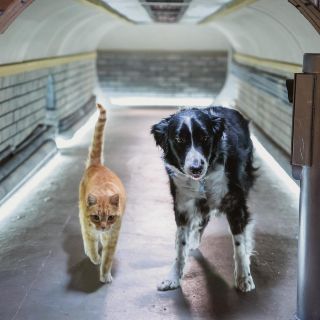Vuelve el conflicto entre perros y gatos
