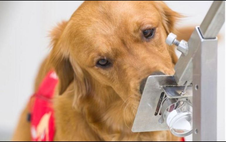 Los perros utilizan cerca del 40% de su cerebro para procesar lo que olfatean. DHSC
