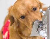 Los perros utilizan cerca del 40% de su cerebro para procesar lo que olfatean. DHSC