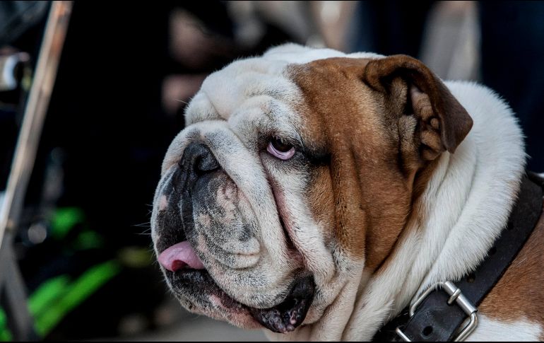 El municipio dijo que ha rescatado a 845 animales en lo que va del año. EL INFORMADOR/ARCHIVO