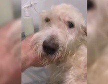 Bruno fue un perro que fue encontrado en una brecha por un grupo de ciclistas llamado 