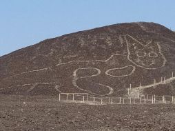 El felino fue descubierto a inicios de 2020. EPA