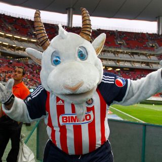 La mascota de las Chivas tiene coronavirus