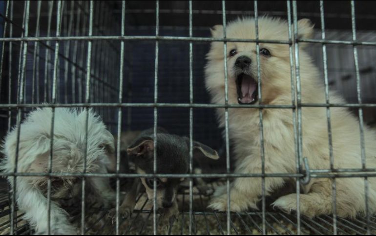 La reforma prohíbe también el abandono de mascotas en caso de que la persona no pueda hacerse cargo de ella. EL INFORMADOR/ARCHIVO