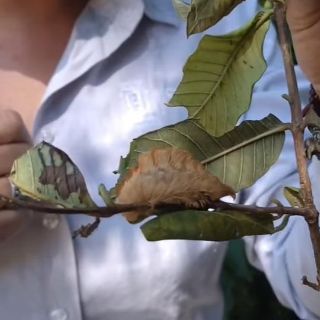 Alertan por orugas "peluche" en Zapopan