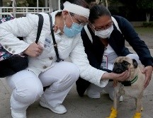 La adquisición se haría en conjunto con investigadores de la UdeG, asociaciones caninas y especialistas en entrenamiento canino. EFE/ARCHIVO