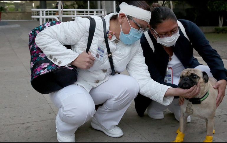La adquisición se haría en conjunto con investigadores de la UdeG, asociaciones caninas y especialistas en entrenamiento canino. EFE/ARCHIVO