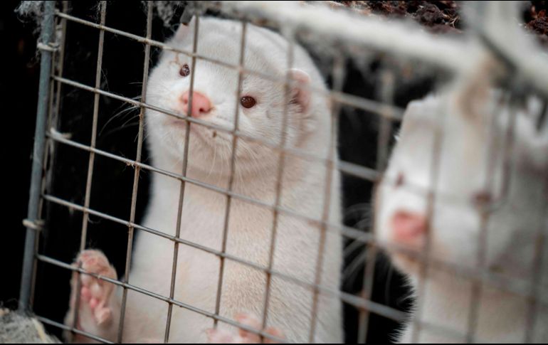 Varios países europeos han informado de contaminación de granjas de cría de visones, sobre todo en Dinamarca. AFP / ARCHIVO
