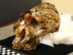 El cráneo de dos millones de años pertenece a la especie Paranthropus robustus. LA TROBE UNIVERSITY