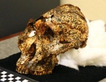 El cráneo de dos millones de años pertenece a la especie Paranthropus robustus. LA TROBE UNIVERSITY