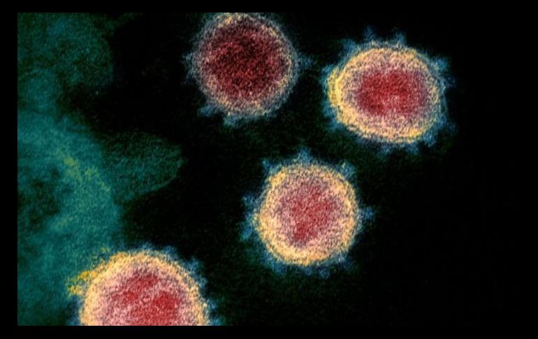 Los científicos no descartan que el misterioso gen hallado contribuya a la biología única del virus. GETTY IMAGES