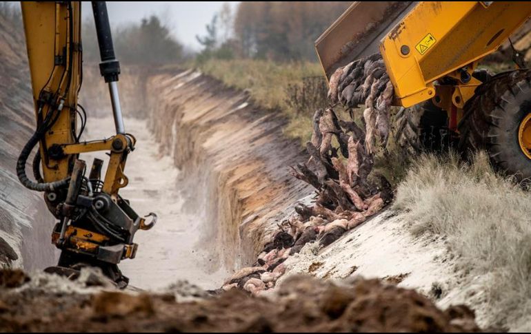 Cientos de visones son enterrados en una fosa en un área militar cerca de Holstebro, en Dinamarca. EFE/M. Stricker