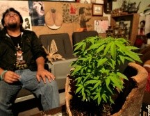 Señalan que el condicionar el número de plantas que puede poseer una persona puede constituirse violatorio de los derechos humanos. SUN /ARCHIVO