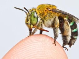 Hay miles de especies de abejas, tanto pequeñas como grandes. ZESTIN SOH