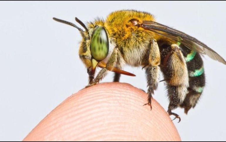 Hay miles de especies de abejas, tanto pequeñas como grandes. ZESTIN SOH