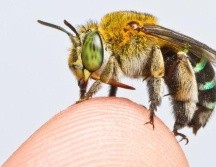 Hay miles de especies de abejas, tanto pequeñas como grandes. ZESTIN SOH