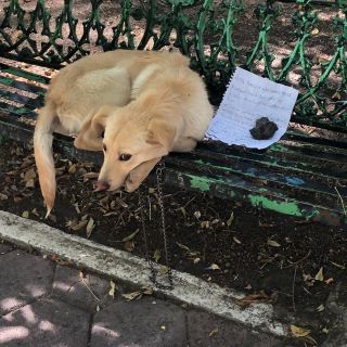 Perrito abandonado pide ser adoptado con una emotiva carta