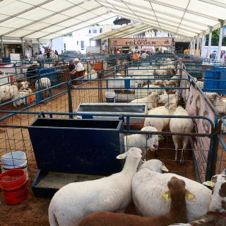 Alistan Expo Ganadera sin espectáculos