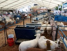 EL INFORMADOR / ARCHIVO