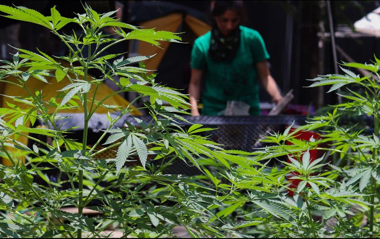 En la nueva ley se amplía de 5 a 28 gramos la posesión de marihuana para autoconsumo, es decir, será despenalizada.  EFE/ARCHIVO