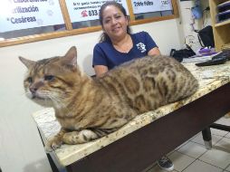 El gato de raza bengalí fue confundido con un leopardo en Tampico. Foto: Ame Sandoval.