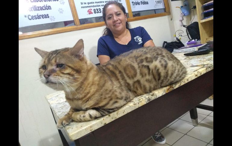 El gato de raza bengalí fue confundido con un leopardo en Tampico. Foto: Ame Sandoval.
