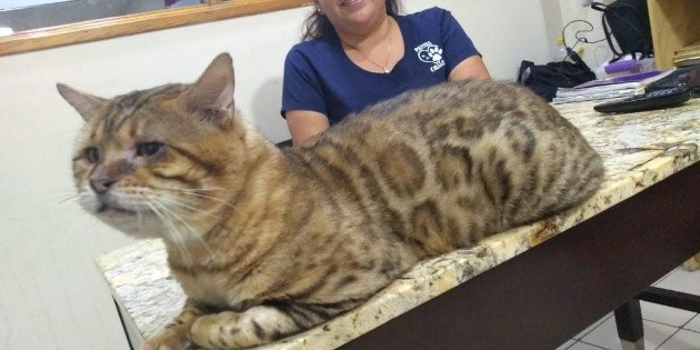 Confunden a gato con leopardo en Tampico; tras rescate es puesto en adopci&oacute;n