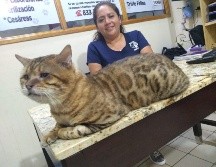 El gato de raza bengalí fue confundido con un leopardo en Tampico. Foto: Ame Sandoval.